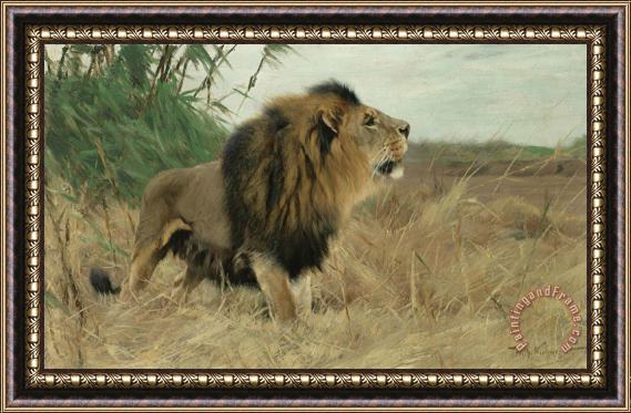 Wilhelm Kuhnert Berber Lion Framed Painting