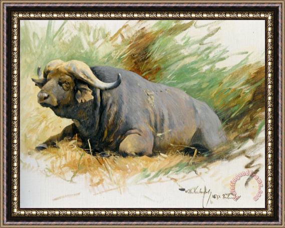 Wilhelm Kuhnert Studie Eines Kafferbuffels Framed Painting