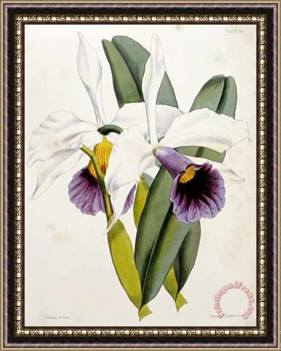 William Curtis Lily Framed Painting