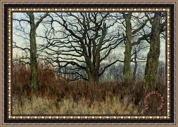 William Fraser Garden Woodland Scene at Twilight Framed Print