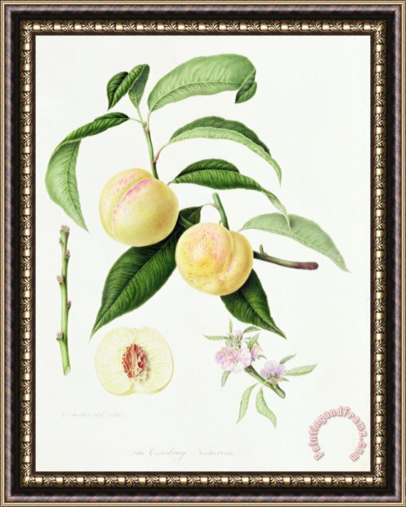 William Hooker The Conudray Nectarine Framed Print