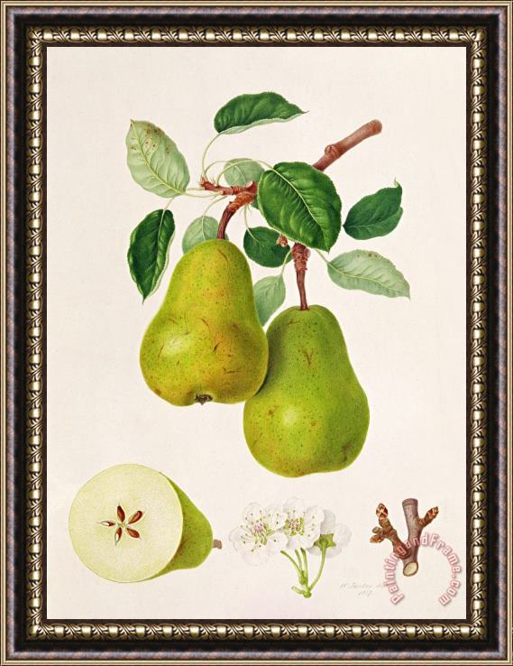 William Hooker The D'auch Pear Framed Painting