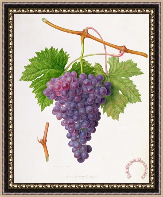 William Hooker The Poonah Grape Framed Print