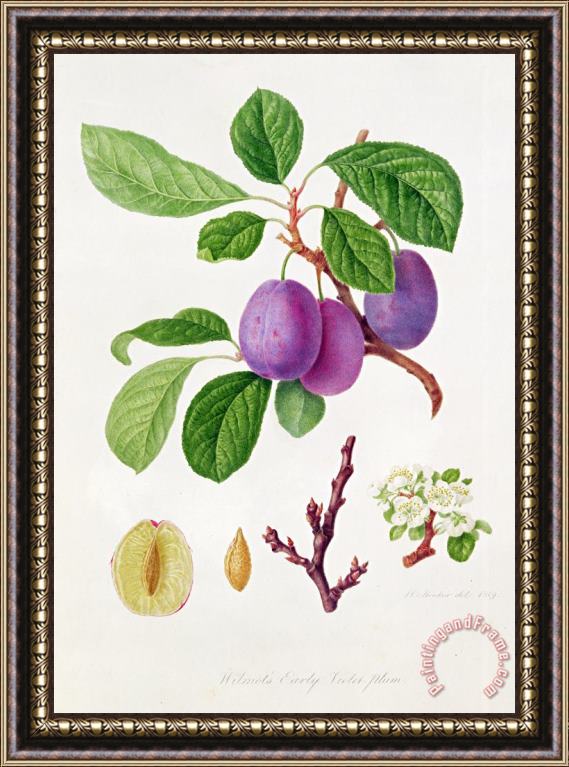 William Hooker Wilmot's Early Violet Plum Framed Painting