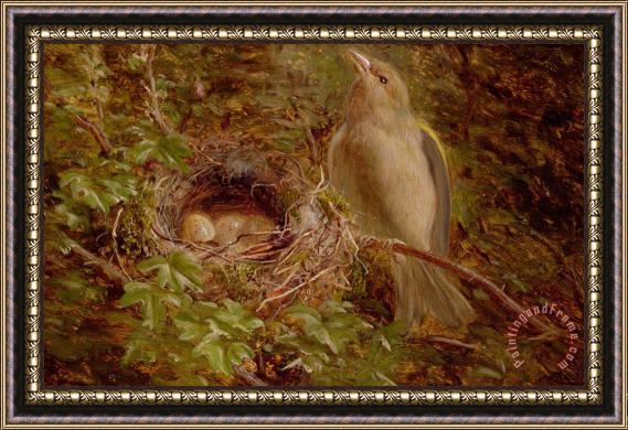William Hughes A Greenfinch at its Nest Framed Painting