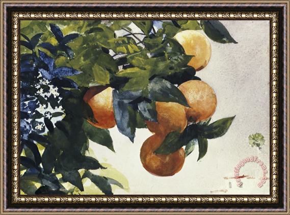 Winslow Homer Oranges on a Branch Framed Print