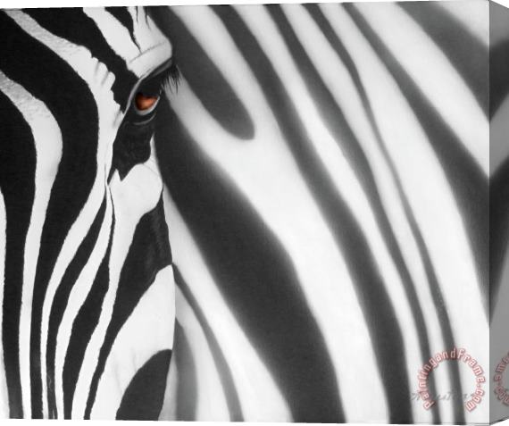 Agris Rautins Zebra Stretched Canvas Painting / Canvas Art