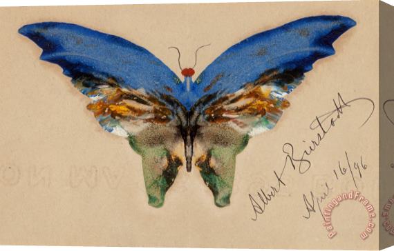 Albert Bierstadt Blue Butterfly, 1896 Stretched Canvas Print / Canvas Art