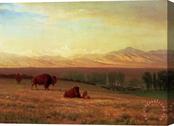 Albert Bierstadt Buffalo on The Plains Stretched Canvas Painting / Canvas Art