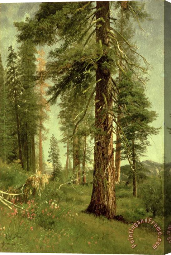 Albert Bierstadt California Redwoods Stretched Canvas Print / Canvas Art