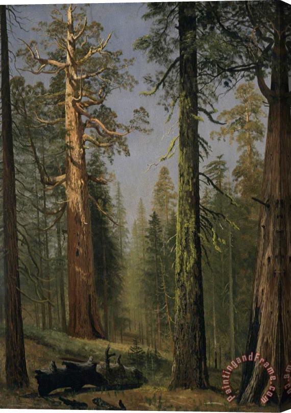 Albert Bierstadt The Grizzly Giant Sequoia, Mariposa Grove, California, 1872 Stretched Canvas Print / Canvas Art