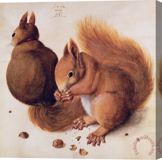 Albrecht Duerer Squirrels Stretched Canvas Painting / Canvas Art