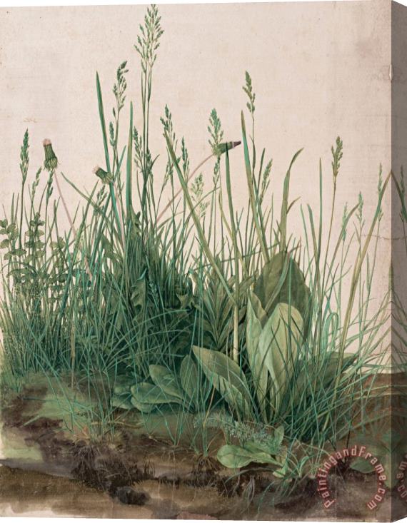 Albrecht Durer The Large Piece of Turf, 1503 Stretched Canvas Painting / Canvas Art