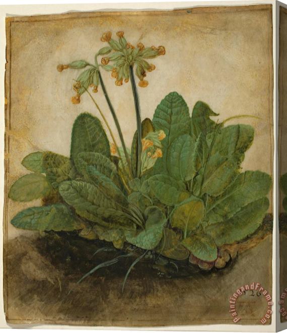 Albrecht Durer Tuft of Cowslips Stretched Canvas Painting / Canvas Art