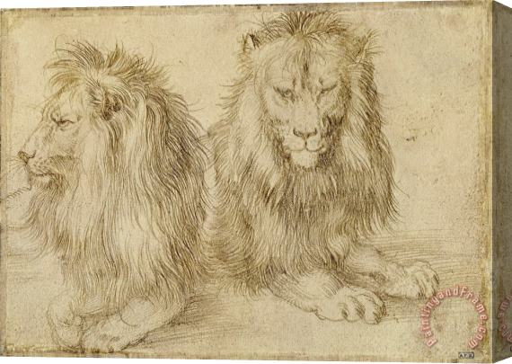 Albrecht Durer Two Seated Lions Stretched Canvas Print / Canvas Art