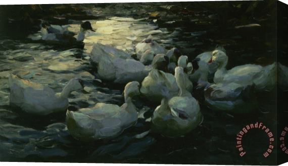 Alexander Koester Enten Im Wasser Stretched Canvas Print / Canvas Art