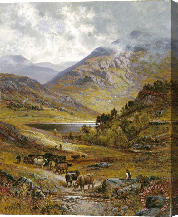 Alfred Augustus Glendening Longhorn Cattle Stretched Canvas Print / Canvas Art