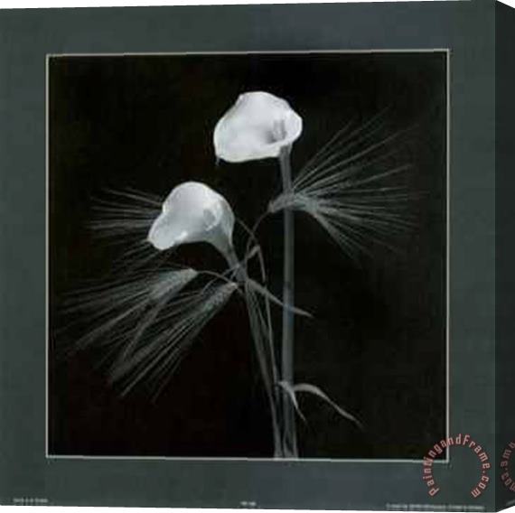alfred gockel Calla Lilies Stretched Canvas Painting / Canvas Art