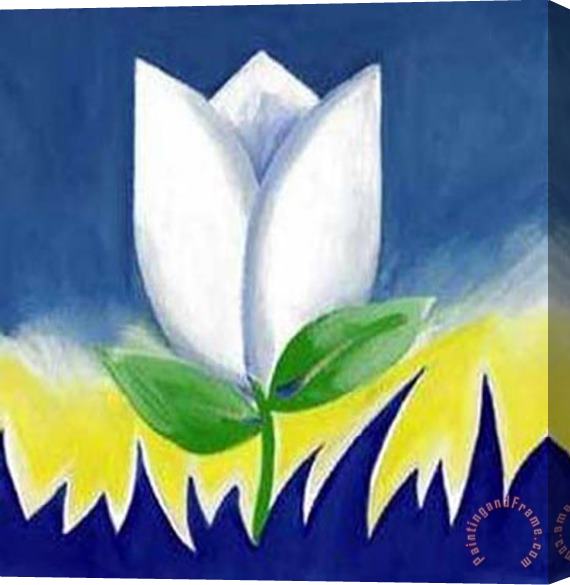 alfred gockel White Tulip Supreme Stretched Canvas Painting / Canvas Art