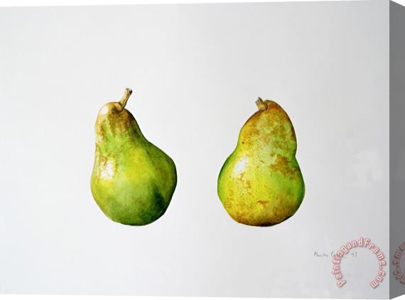 Alison Cooper A Pair of Pears Stretched Canvas Print / Canvas Art