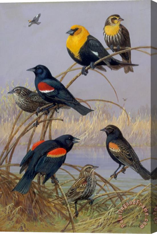 Allan Brooks Blackbirds and Orioles perched on gold braid Stretched Canvas Print / Canvas Art