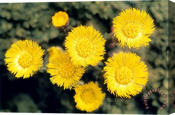 American School Common Coltsfoot Stretched Canvas Painting / Canvas Art