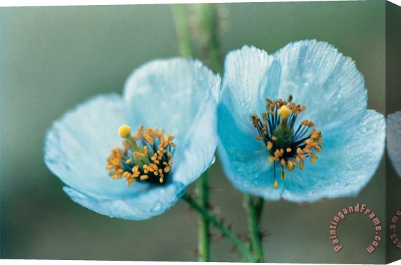 American School Himalayan Blue Poppy Stretched Canvas Print / Canvas Art