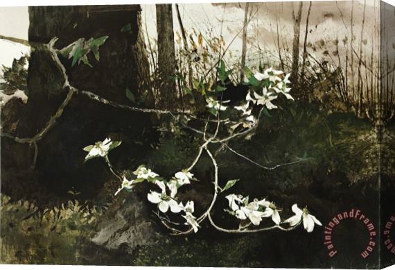 andrew wyeth Dogwood, 1983 Stretched Canvas Painting / Canvas Art