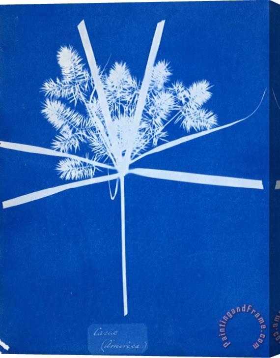 Anna Atkins Carix (america) Stretched Canvas Painting / Canvas Art