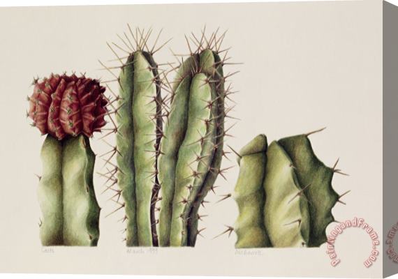 Annabel Barrett Cacti Stretched Canvas Print / Canvas Art