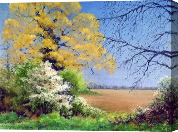 Anthony Rule Blackthorn Winter Stretched Canvas Painting / Canvas Art