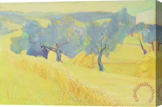 Antonio Ciccone Olive Trees In Tuscany Stretched Canvas Painting / Canvas Art