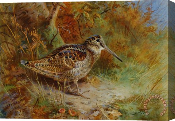 Archibald Thorburn A Woodcock Stretched Canvas Painting / Canvas Art