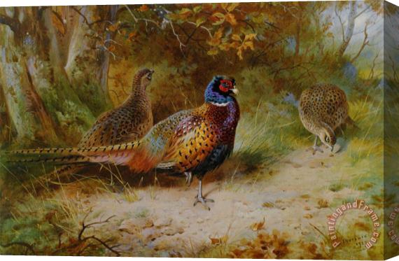 Archibald Thorburn Autumn Covert Stretched Canvas Painting / Canvas Art