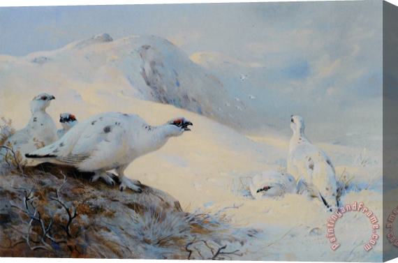 Archibald Thorburn Ptarmigan Calling in The Snow Stretched Canvas Painting / Canvas Art