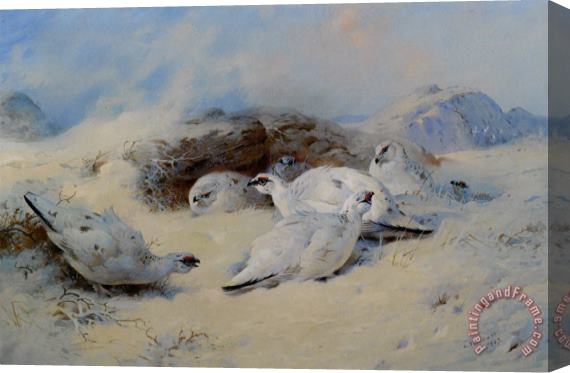 Archibald Thorburn Ptarmigan Seeking Shelter Stretched Canvas Painting / Canvas Art
