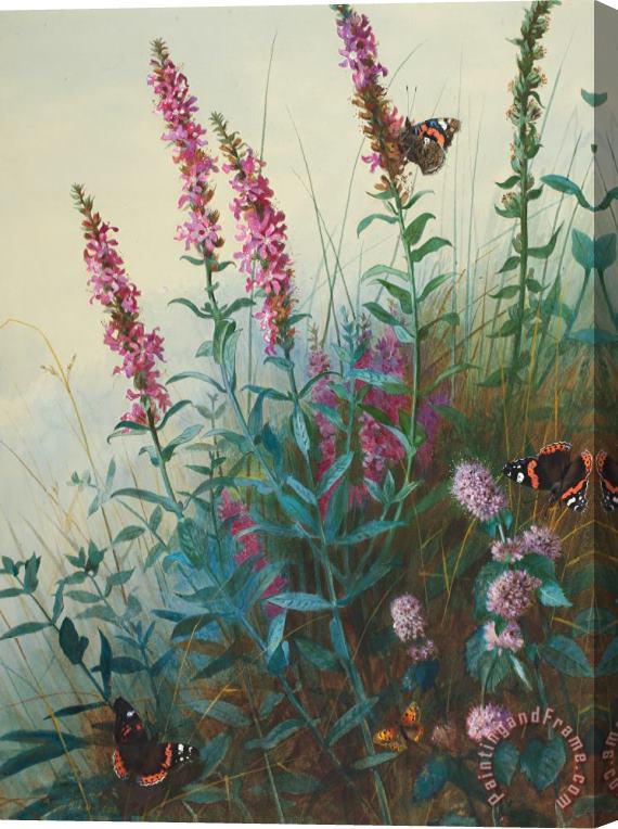 Archibald Thorburn Purple Loosestrife And Watermind Stretched Canvas Painting / Canvas Art