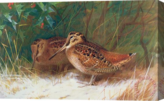 Archibald Thorburn Woodcock in the Undergrowth Stretched Canvas Painting / Canvas Art