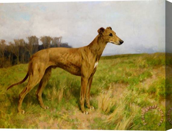 Arthur Wardle Champion Greyhound Dee Flint Stretched Canvas Print / Canvas Art