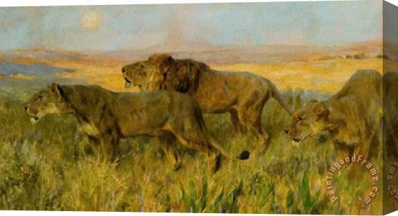 Arthur Wardle Lions Sunset Stretched Canvas Painting / Canvas Art