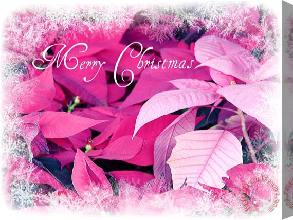 Blair Wainman Christmas Poinsettia Stretched Canvas Painting / Canvas Art