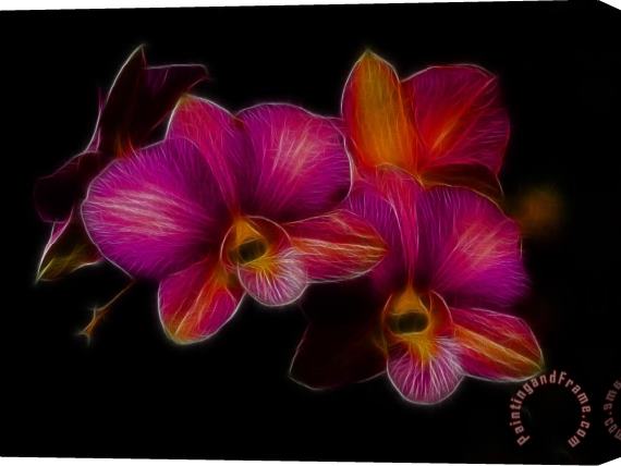 Blair Wainman Delicate Dendrobium Stretched Canvas Painting / Canvas Art