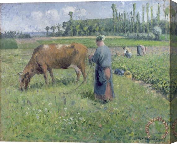 Camille Pissarro Girl Tending a Cow in Pasture Stretched Canvas Painting / Canvas Art