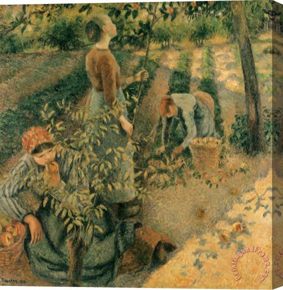 Camille Pissarro The Apple Pickers Stretched Canvas Painting / Canvas Art