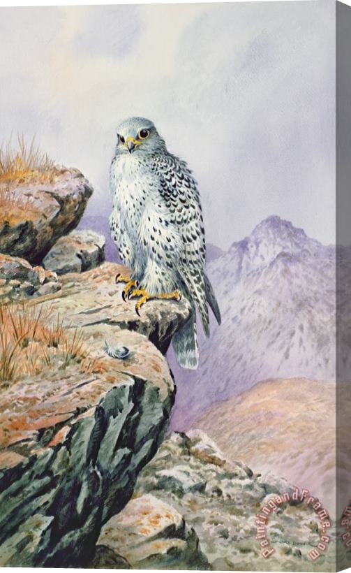 Carl Donner Gyrfalcon Stretched Canvas Print / Canvas Art