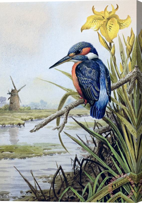 Carl Donner Kingfisher with Flag Iris and Windmill Stretched Canvas Print / Canvas Art