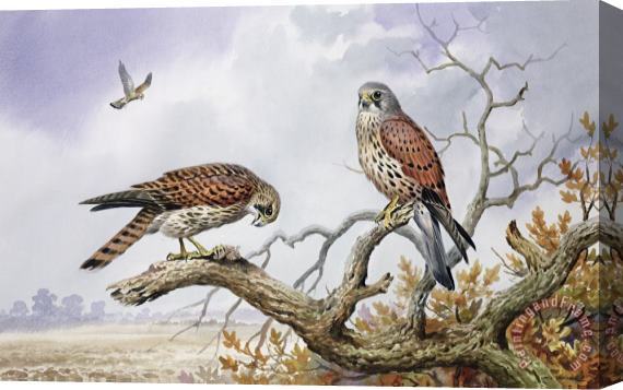 Carl Donner Pair of Kestrels Stretched Canvas Print / Canvas Art