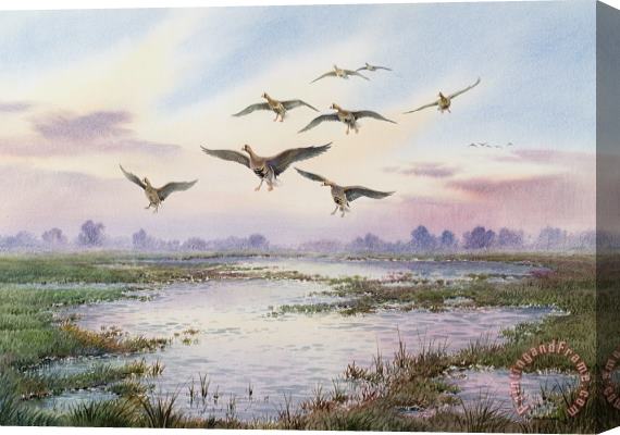 Carl Donner White-Fronted Geese Alighting Stretched Canvas Painting / Canvas Art