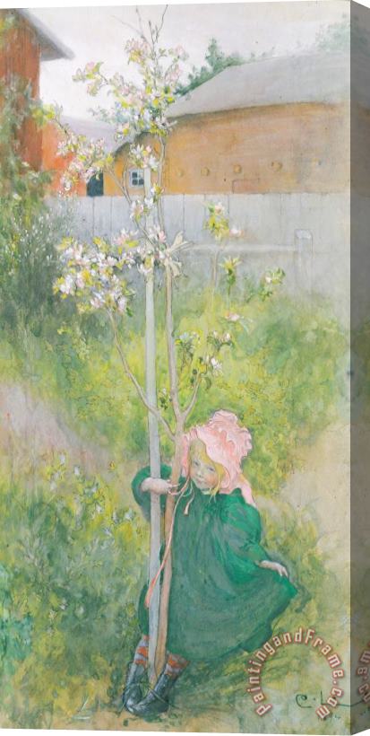 Carl Larsson Appleblossom Stretched Canvas Painting / Canvas Art
