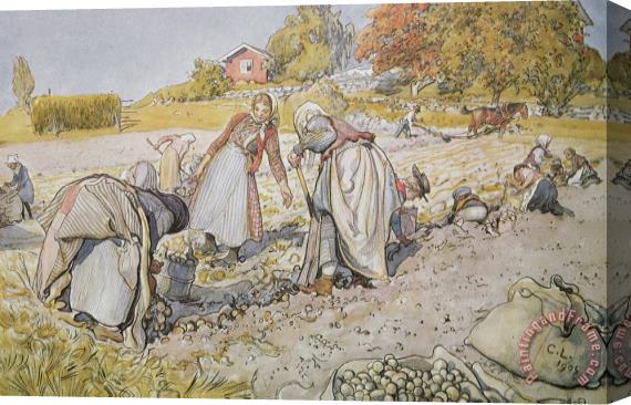 Carl Larsson Digging Potatoes Stretched Canvas Painting / Canvas Art